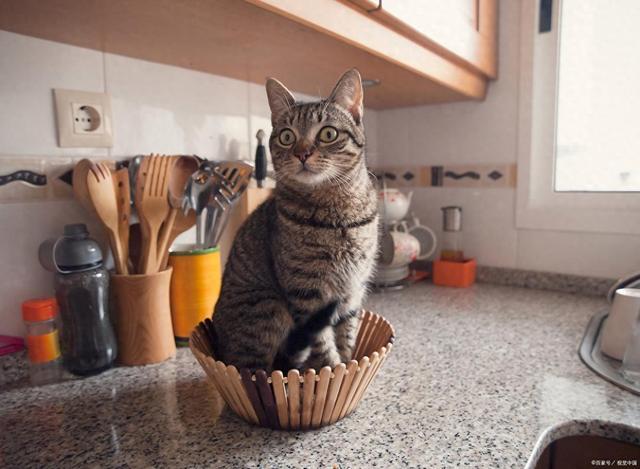 要吗?这样救安全省心不浪费开元棋牌S生肉让猫啃了还能(图2) 要吗?这样救安全省心不浪费开元棋牌S生肉让猫啃了还能(图2)