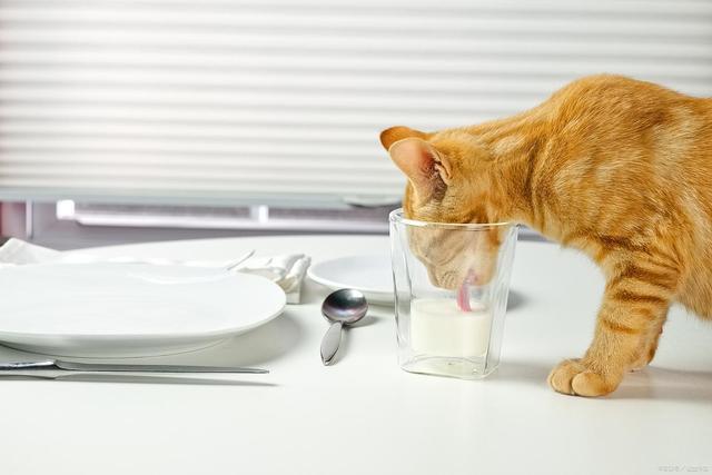 要吗?这样救安全省心不浪费开元棋牌S生肉让猫啃了还能(图4) 要吗?这样救安全省心不浪费开元棋牌S生肉让猫啃了还能(图4)